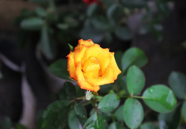 Квітка троянди, помаранчевий красивий квітка троянди в саду — стокове фото