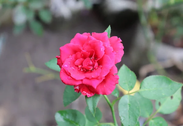 Witte roos, mooie rozen bloem in de tuin — Stockfoto