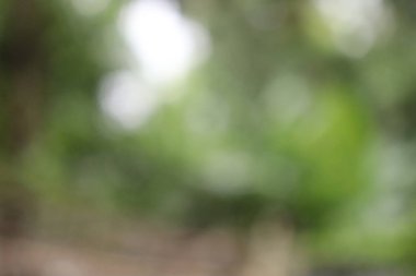 Yeşil Yaprak Soyut Bulanıklık Arka Plan