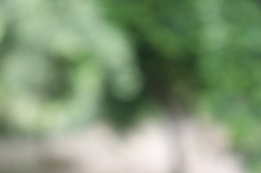 Soyut Arka Planı Bulanıklaştırın. Yeşil Yaprak Soyut Bulanıklık Arka Plan Duvar Kağıdı