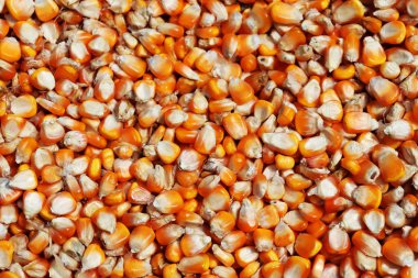 Mısır arka plan dokusu, Sağlıklı gıda