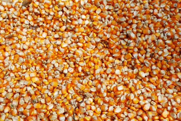 Mısır dokusu. Arkaplan olarak sarı mısırlar