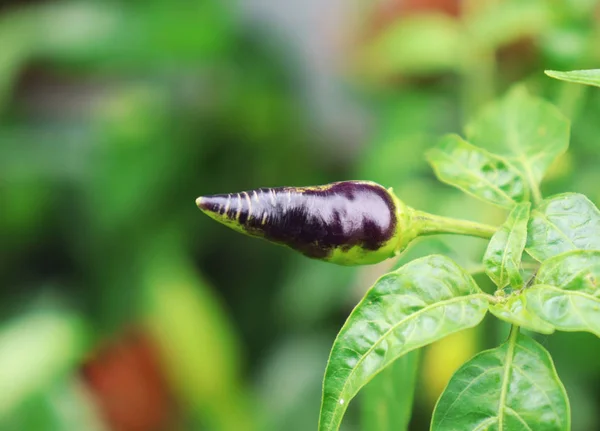 Zwarte en groene pepers groeien in een moestuin — Stockfoto