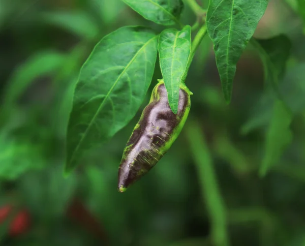 Fresh Green Black Chili groeit in een moestuin — Stockfoto