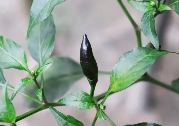 Verse zwarte Chili teelt in een moestuin — Stockfoto