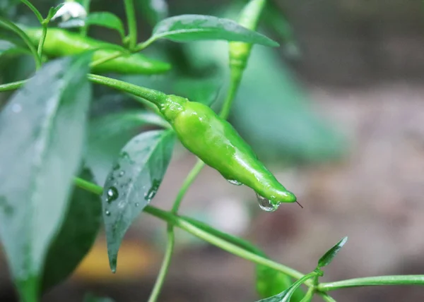 Verse groene Chili peper met regendruppels in de boom — Stockfoto