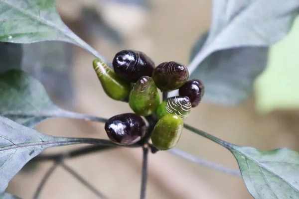 Zwarte en groene hete Chili peper plant — Stockfoto