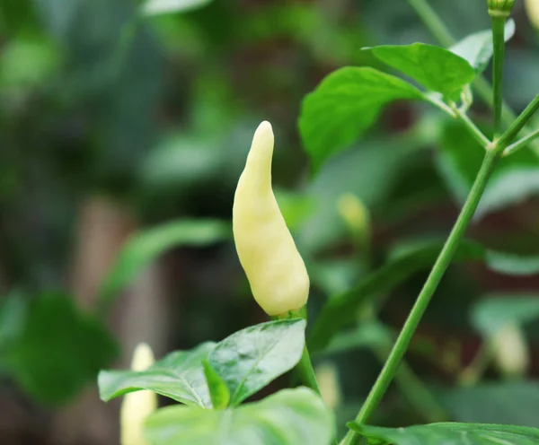 Witte Chili teelt in een moestuin — Stockfoto