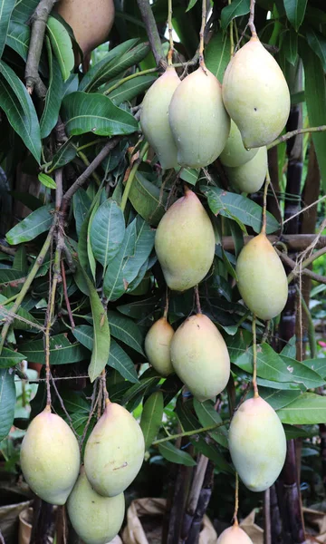 Beaucoup de mangue verte et jaune sur l'arbre — Photo