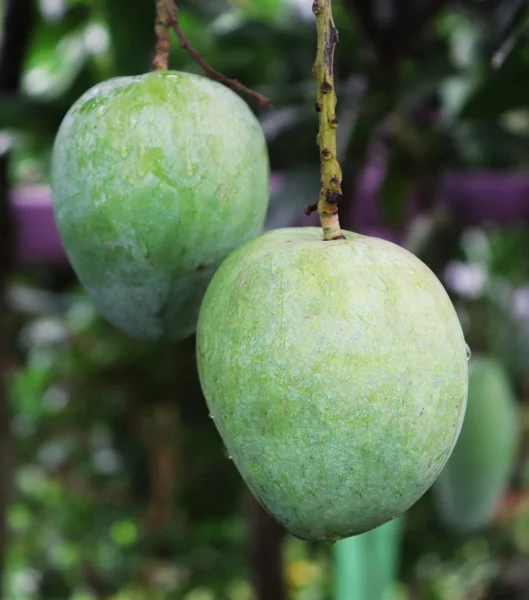 Magnifique fruit vert à la mangue. Fermer Mangue — Photo