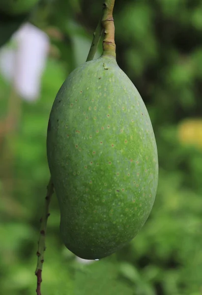 Fechar a fruta de manga verde em uma árvore de manga — Fotografia de Stock