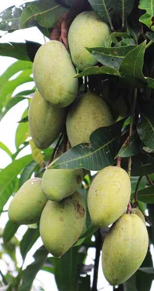 Mango Fruit On Mango Tree. Beautiful Green Mango Bunch