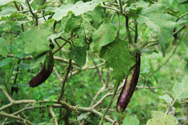 Twee paarse aubergine op de boom in de tuin — Stockfoto