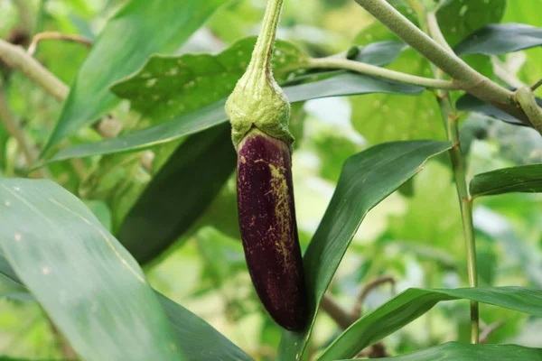 Aubergine of aubergines op de boom in de tuin — Stockfoto