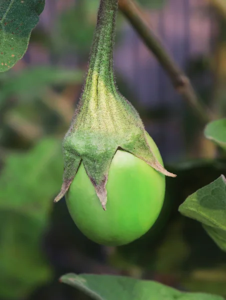 Groene aubergine op de boom. Groene aubergines — Stockfoto