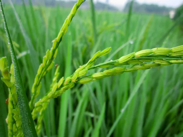 Groene padie in de rijst boerderij. Groene rijst — Stockfoto