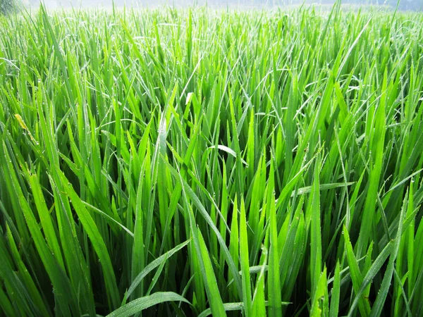 Mooi groen rijstveld in Bangladesh — Stockfoto