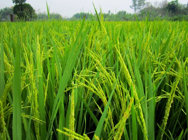 Beautiful green paddy rice farm. Paddy rice field — Stock Photo, Image