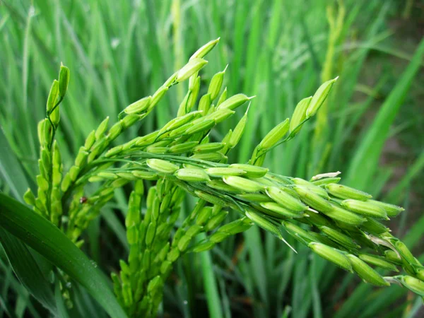 Groene rijst in het rijstveld. Groene rijst boerderij — Stockfoto