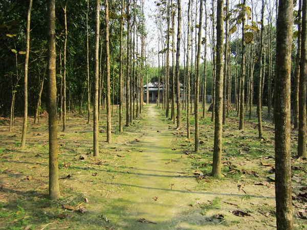 Деревенская дорога с большим количеством деревьев — стоковое фото