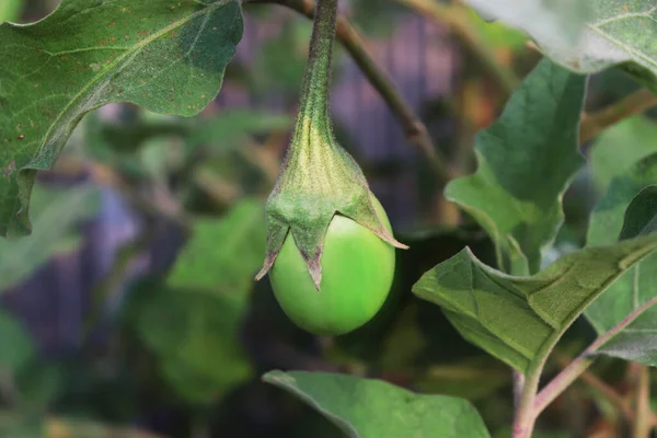 Groene aubergines of aubergines aan de boom met blad — Stockfoto