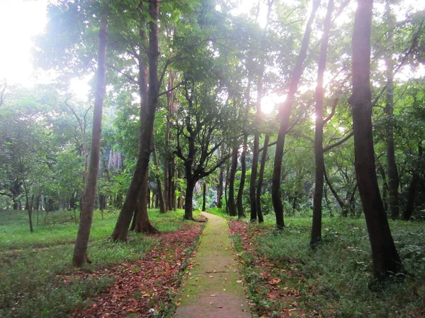 Estrada bonita no jardim com luz solar e árvores — Fotografia de Stock