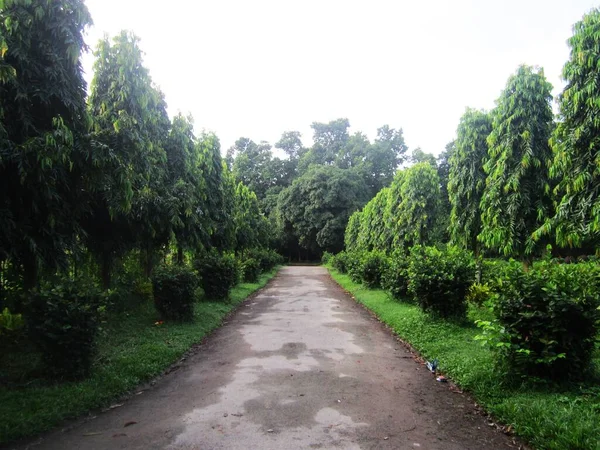 Road in the beautiful garden. Beautiful road with trees
