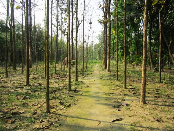Сельская грунтовая дорога с большим количеством деревьев — стоковое фото