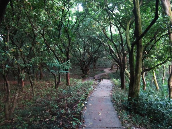 정원에 나무가 있는 아름다운 길 — 스톡 사진