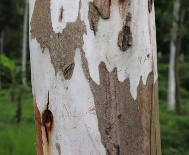 Okaliptüs ağacı. Ağacın gövdesi.