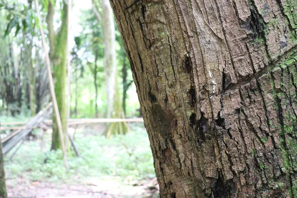 Der Körper des Baumes. Baumrindenstruktur — Stockfoto