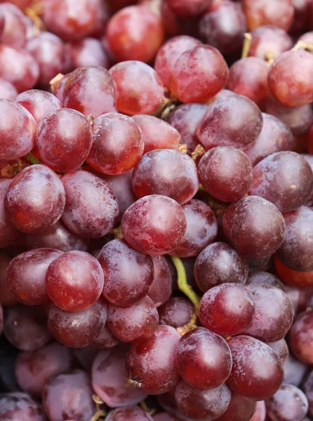 Czerwone Winogrona Tle Mnóstwo Dojrzałych Winogron — Zdjęcie stockowe