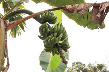 Bangladeş 'te muz yetiştiren muz ağaçları.