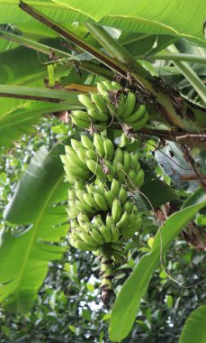 Bangladeş 'te yeşil muzlu muz ağaçları