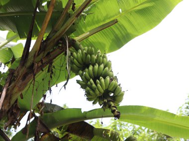 Bangladeş 'te yeşil muzlu muz ağaçları