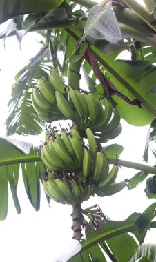 Bangladeş 'te muz yetiştiren muz ağaçları.