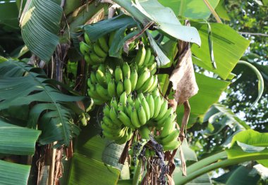 Bangladeş 'te yeşil muzlu muz ağaçları