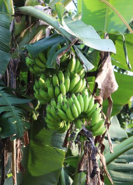 Bangladeş 'te muz yetiştiren muz ağaçları.