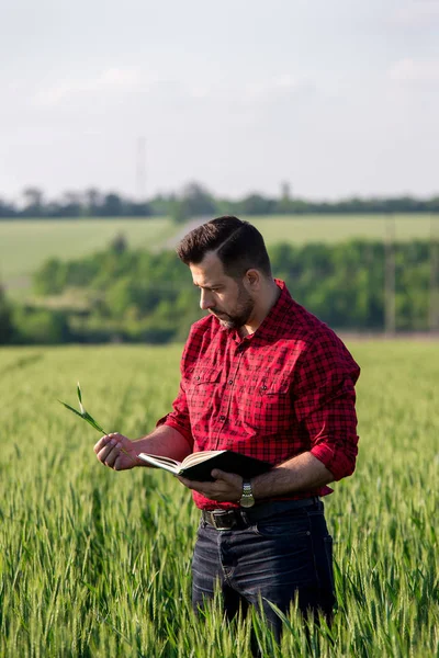 Young handsome farmer with tablet standing in wheat field. Man with beard.