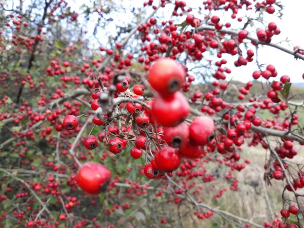 Frutos Espinheiro Outono Gornja Tuzla — Fotografia de Stock