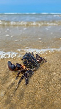 Küçük sevimli bir siyah yengeç, ıslak kumların parlak yüzeyinde denize ya da okyanusa doğru yürüyor.