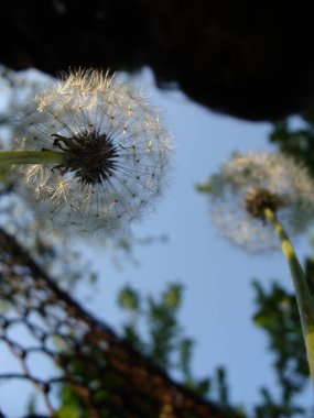 Yüksek çözünürlüklü karahindiba kapat