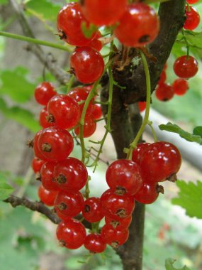 Çalı böğürtlenleri olgun kırmızı üzümlü Ribes Rubrum.