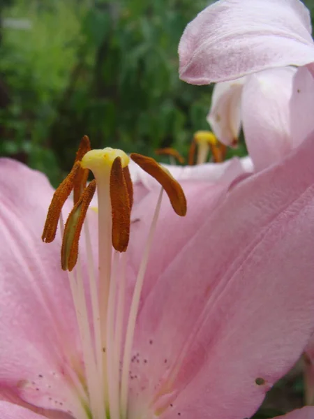 Macro photo nature blooming flower Lilium. Background texture blooming pink flowers lily. Image of a plant June blooming pink beige lily