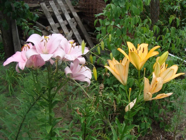 Macro foto naturaleza flor floreciente Lilium. Textura de fondo flor rosa flores lirio. Imagen de una planta June blooming pink beige lily — Foto de Stock