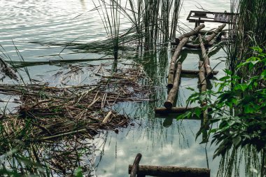 Shore Gölü. Reed mi? Ağaç çalıları. Balıkçı iskelesi.