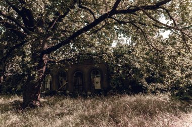 Eski bir ormanda terk edilmiş bir malikane. Ağaç dallarının arasından yaralı atlar..