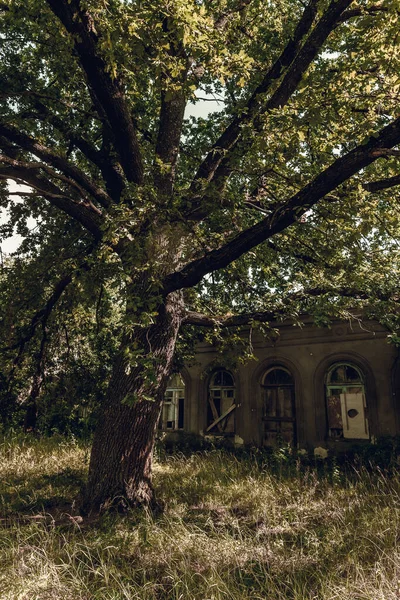 Manoir abandonné dans une vieille forêt. Chevaux brisés à travers des branches d'arbres secs. — Photo