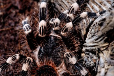 Doğal ortamda tarantula akanthoscurria geniculata