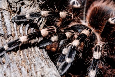 Doğal ortamda tarantula akanthoscurria geniculata